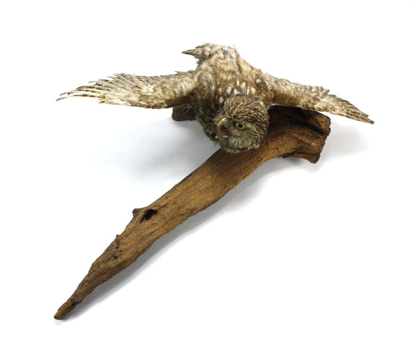 Little Owl Taxidermy Bird Specimen with wall mount fitting