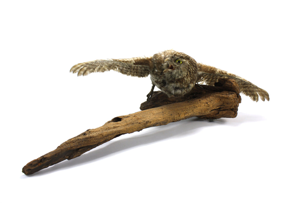 Little Owl Taxidermy Bird Specimen with wall mount fitting