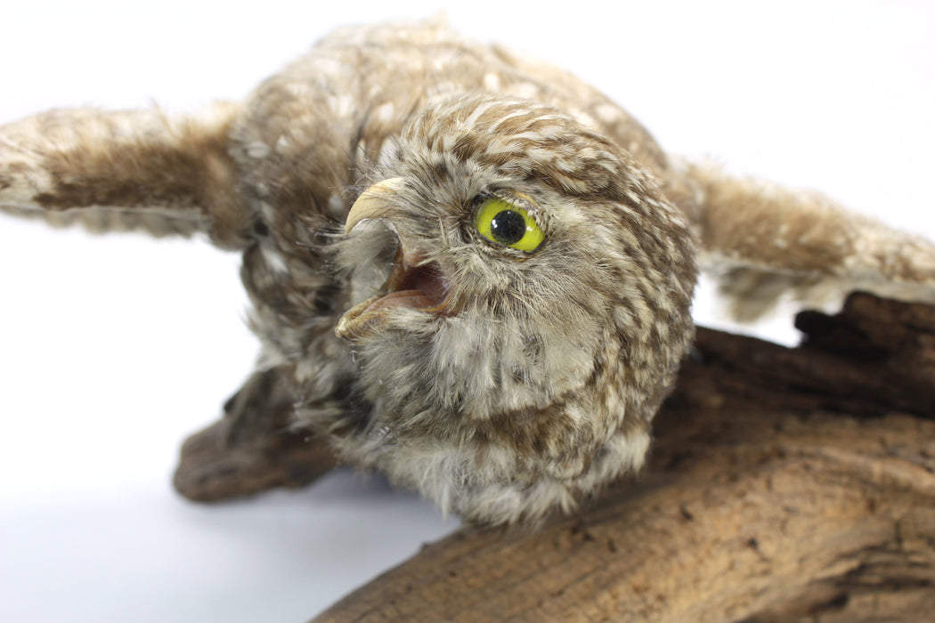 Little Owl Taxidermy Bird Specimen with wall mount fitting