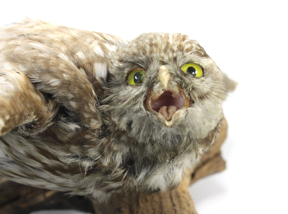 Little Owl Taxidermy Bird Specimen with wall mount fitting
