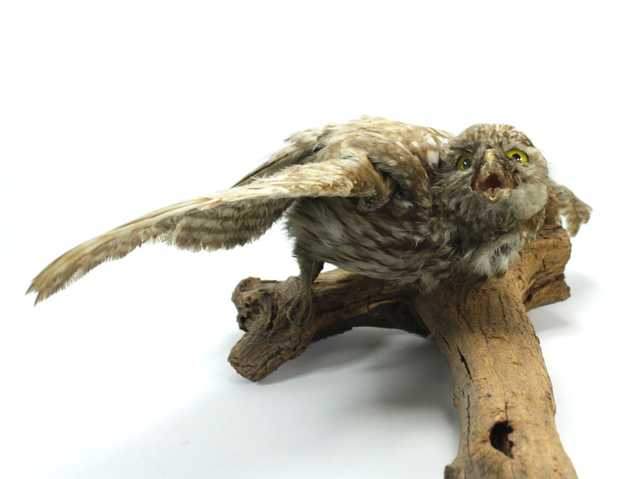 Little Owl Taxidermy Bird Specimen with wall mount fitting