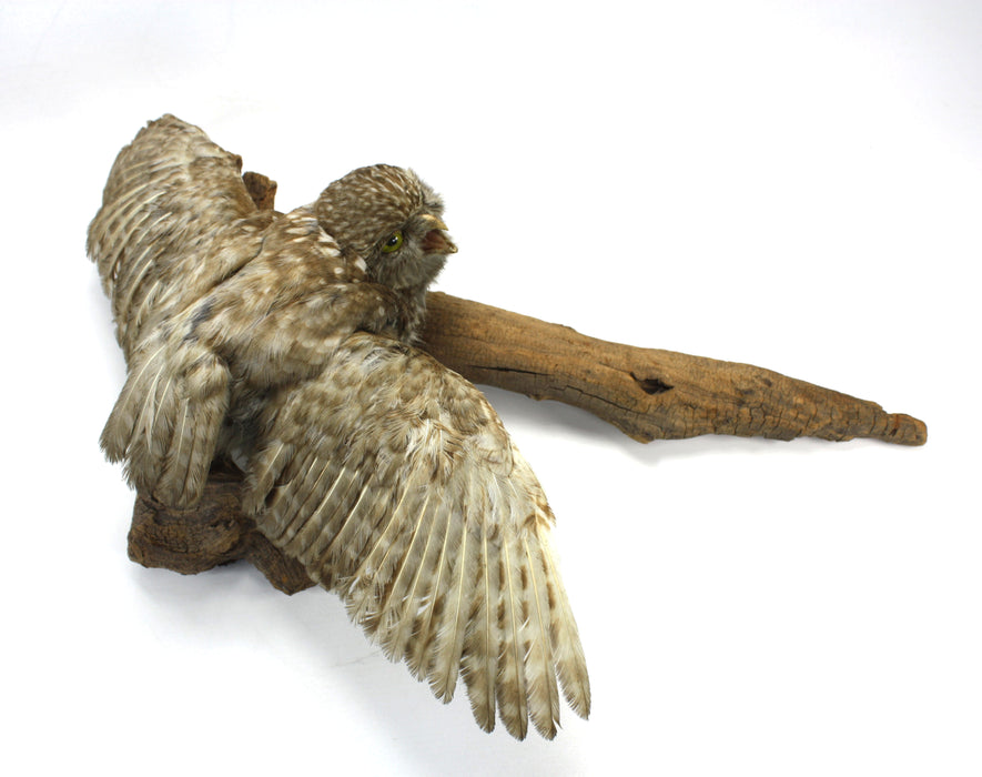 Little Owl Taxidermy Bird Specimen with wall mount fitting