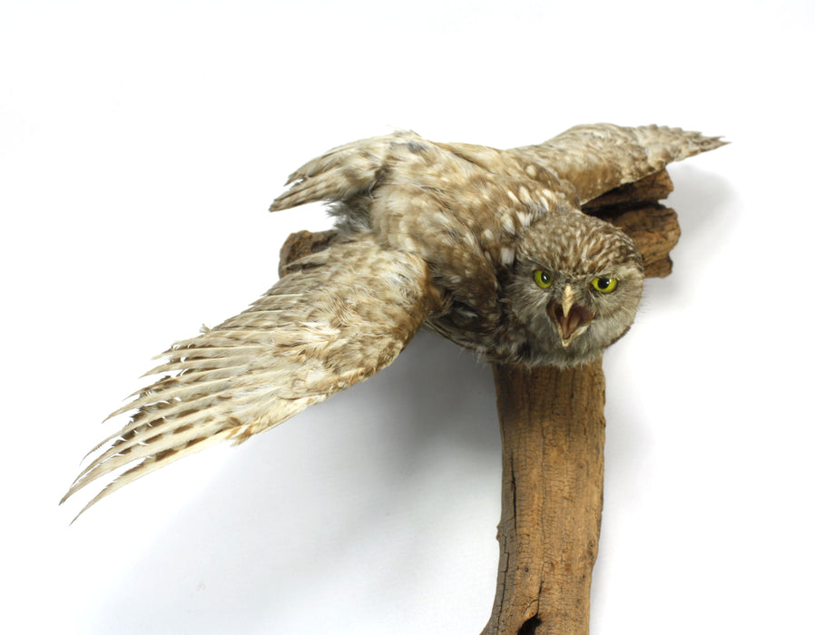 Little Owl Taxidermy Bird Specimen with wall mount fitting