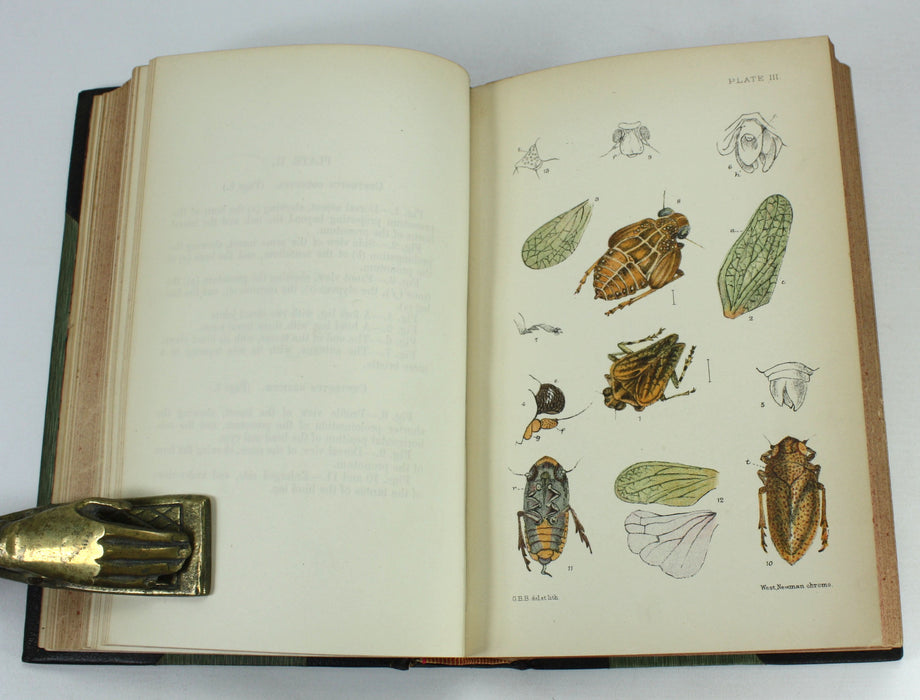 Monograph of the British Cicadae or Tettigidae, George Bowdler Buckton, 1890