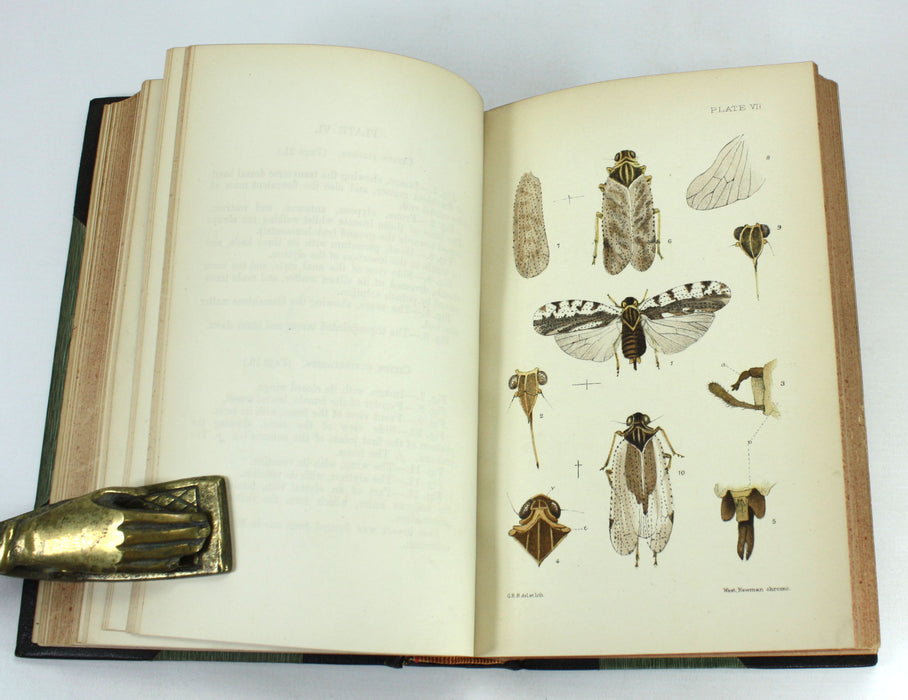 Monograph of the British Cicadae or Tettigidae, George Bowdler Buckton, 1890