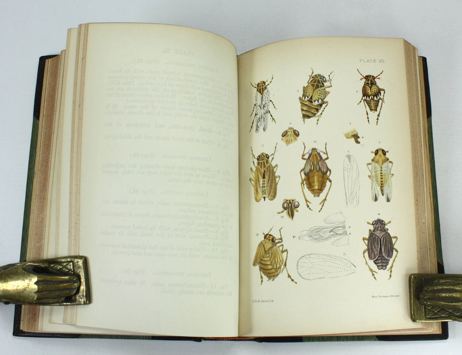 Monograph of the British Cicadae or Tettigidae, George Bowdler Buckton, 1890