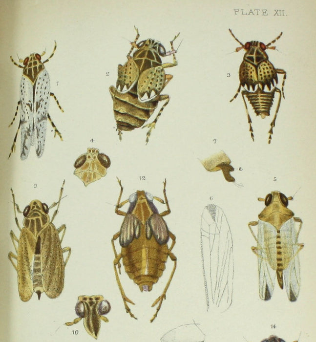 Monograph of the British Cicadae or Tettigidae, George Bowdler Buckton, 1890