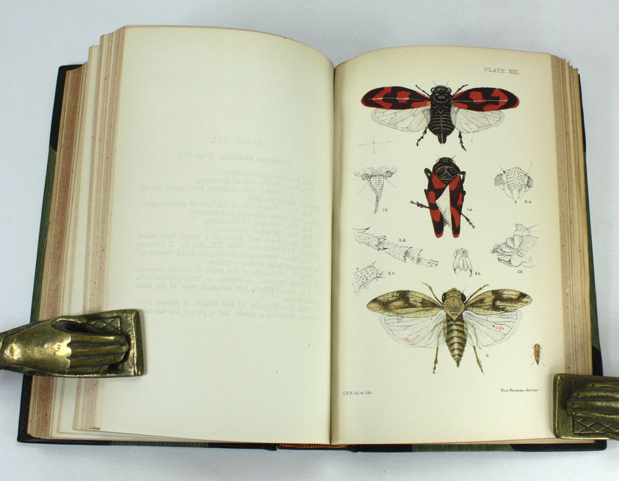 Monograph of the British Cicadae or Tettigidae, George Bowdler Buckton, 1890