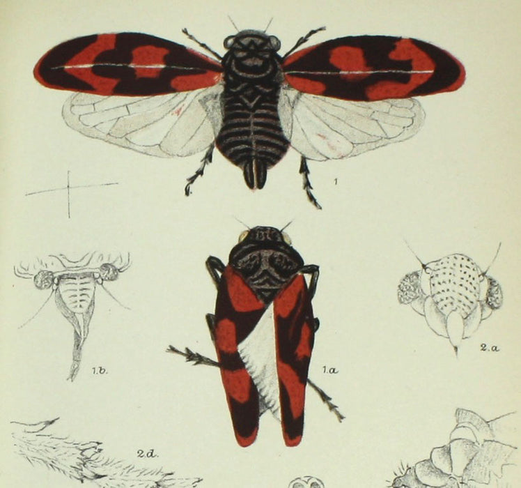 Monograph of the British Cicadae or Tettigidae, George Bowdler Buckton, 1890