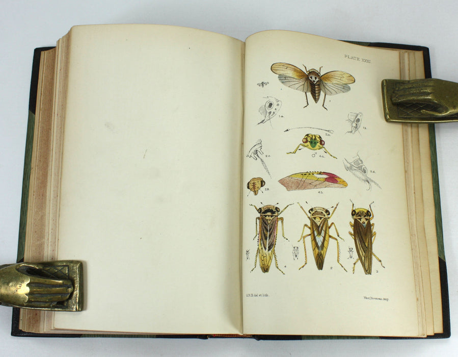 Monograph of the British Cicadae or Tettigidae, George Bowdler Buckton, 1890