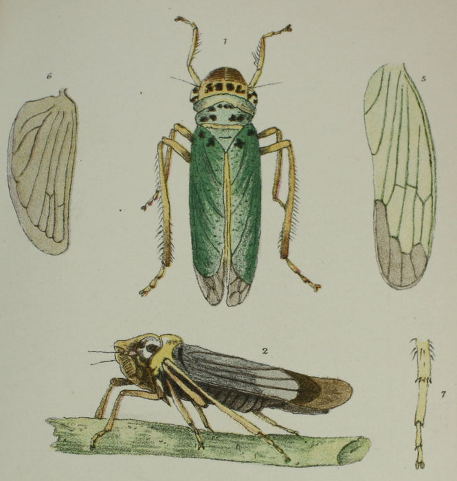 Monograph of the British Cicadae or Tettigidae, George Bowdler Buckton, 1890