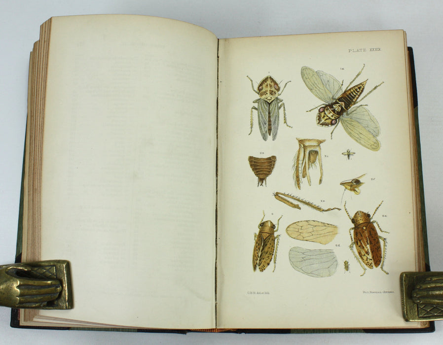 Monograph of the British Cicadae or Tettigidae, George Bowdler Buckton, 1890