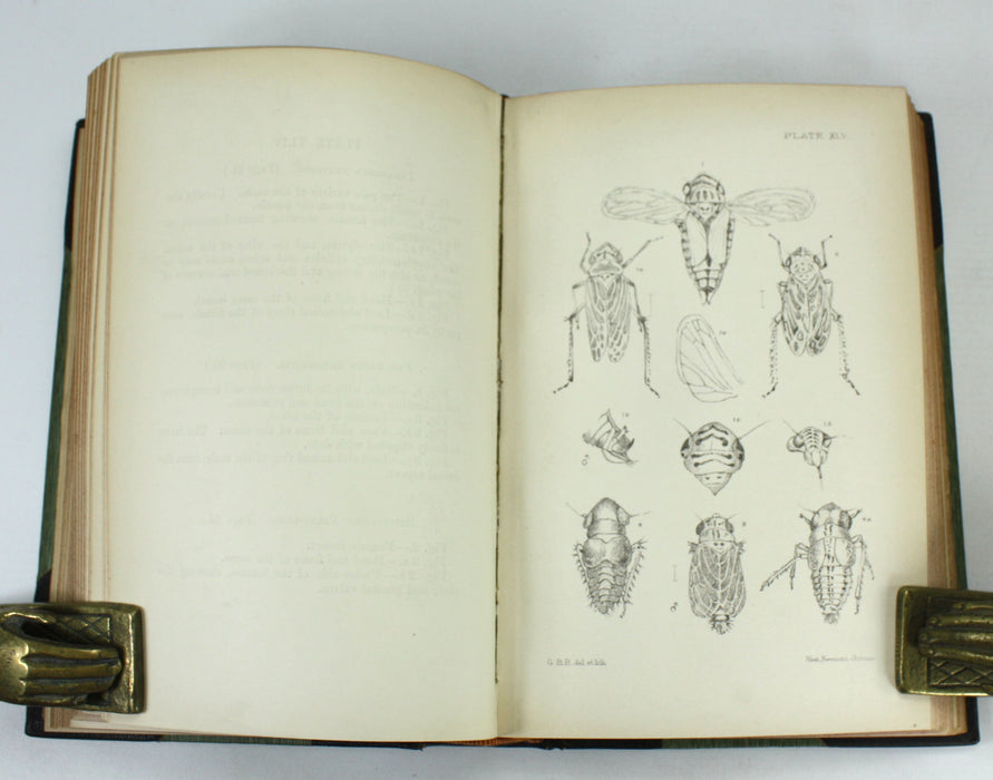 Monograph of the British Cicadae or Tettigidae, George Bowdler Buckton, 1890