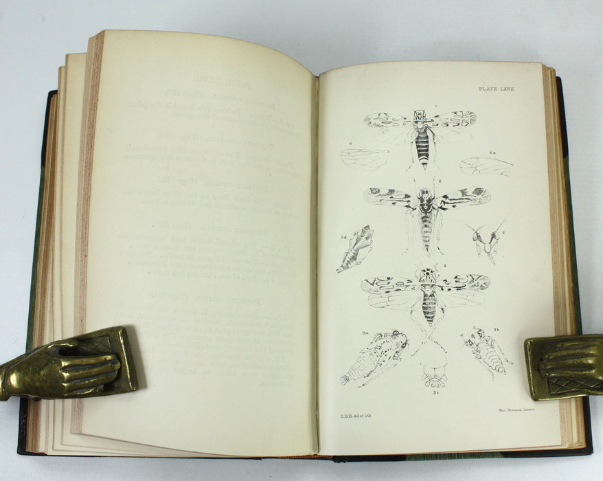 Monograph of the British Cicadae or Tettigidae, George Bowdler Buckton, 1890