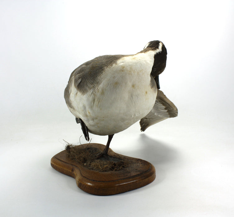 Northern Pintail Duck (Drake) Vintage Taxidermy Bird Specimen