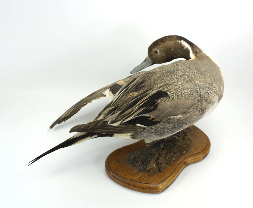 Northern Pintail Duck (Drake) Vintage Taxidermy Bird Specimen