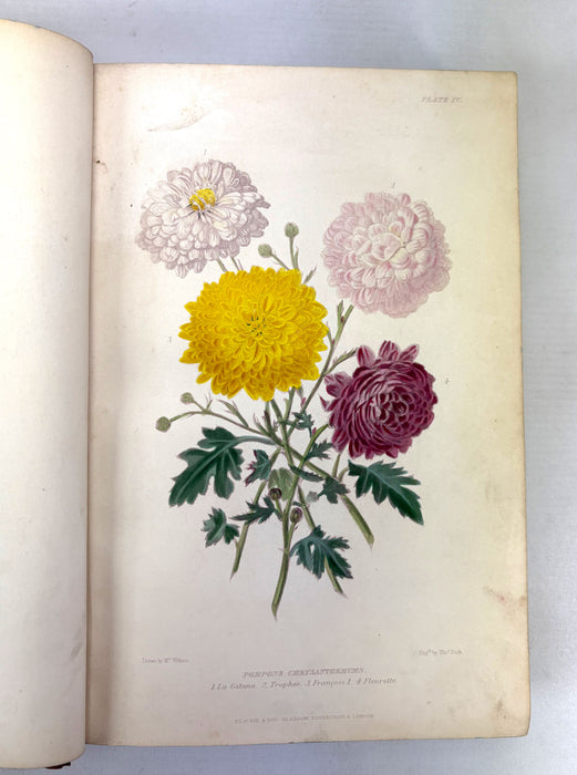 The Gardener's Assistant; Practical and Scientific. A Guide to the Formation and Management of the Kitchen, Fruit, and Flower Garden, Robert Thompson, 1859