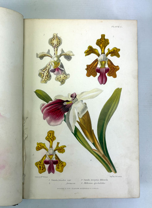 The Gardener's Assistant; Practical and Scientific. A Guide to the Formation and Management of the Kitchen, Fruit, and Flower Garden, Robert Thompson, 1859
