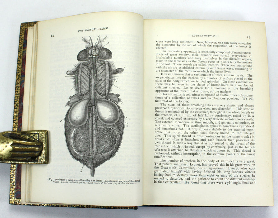 The Insect World; Being A Popular Account of the Orders of Insects, Louis Figuier, 1892