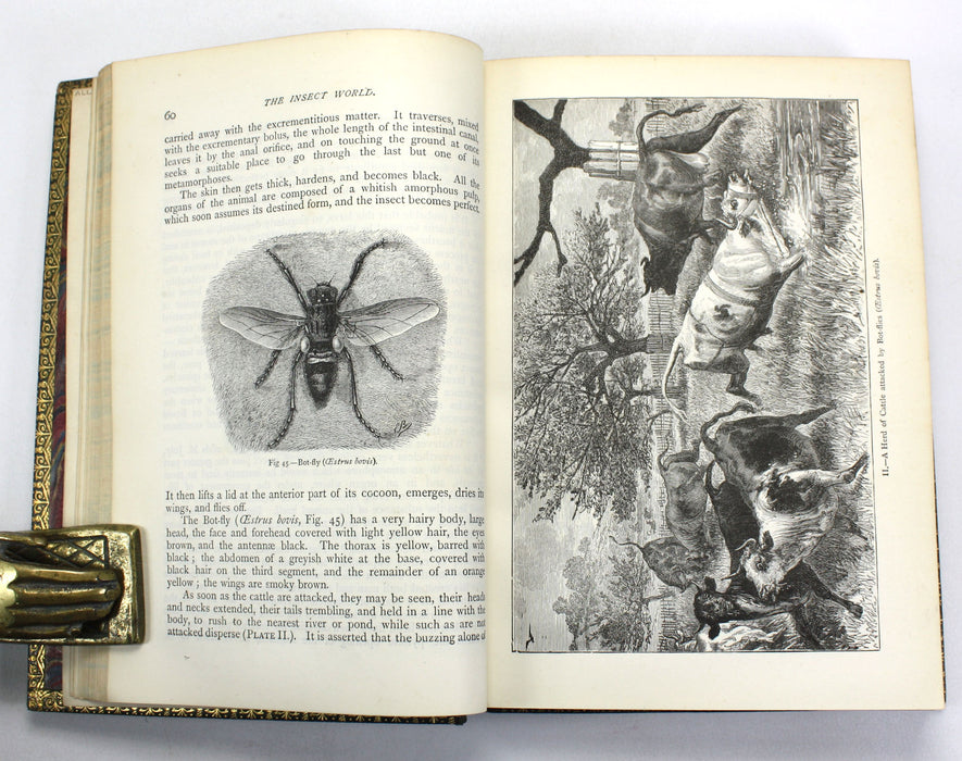 The Insect World; Being A Popular Account of the Orders of Insects, Louis Figuier, 1892