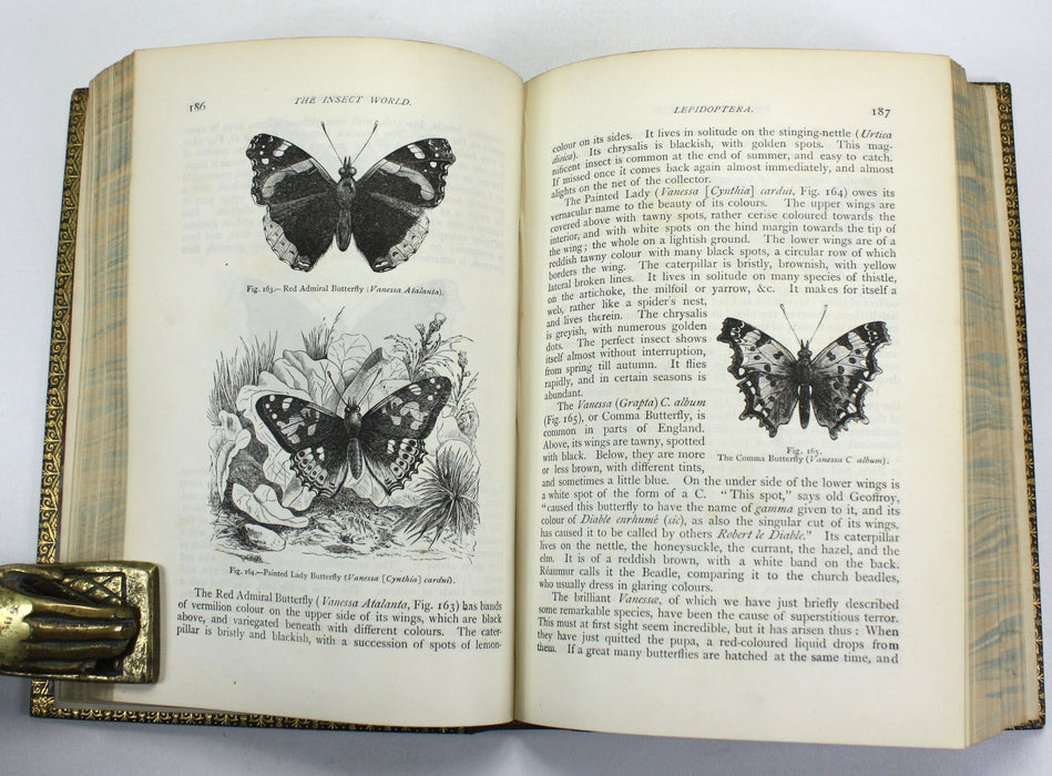 The Insect World; Being A Popular Account of the Orders of Insects, Louis Figuier, 1892
