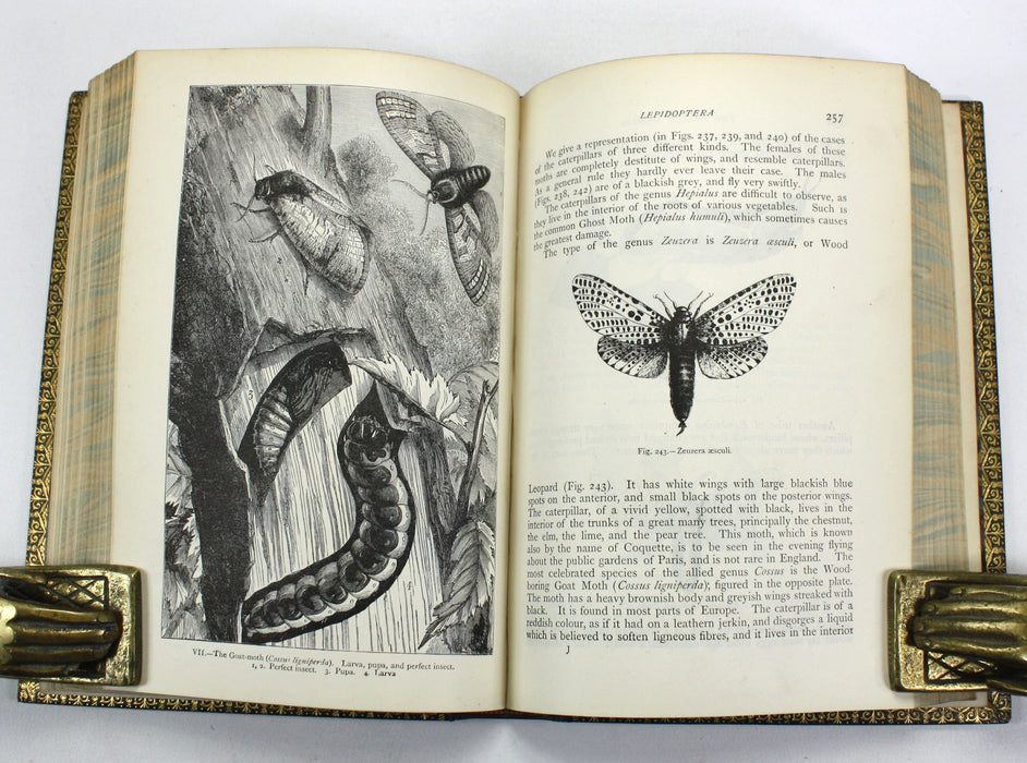 The Insect World; Being A Popular Account of the Orders of Insects, Louis Figuier, 1892