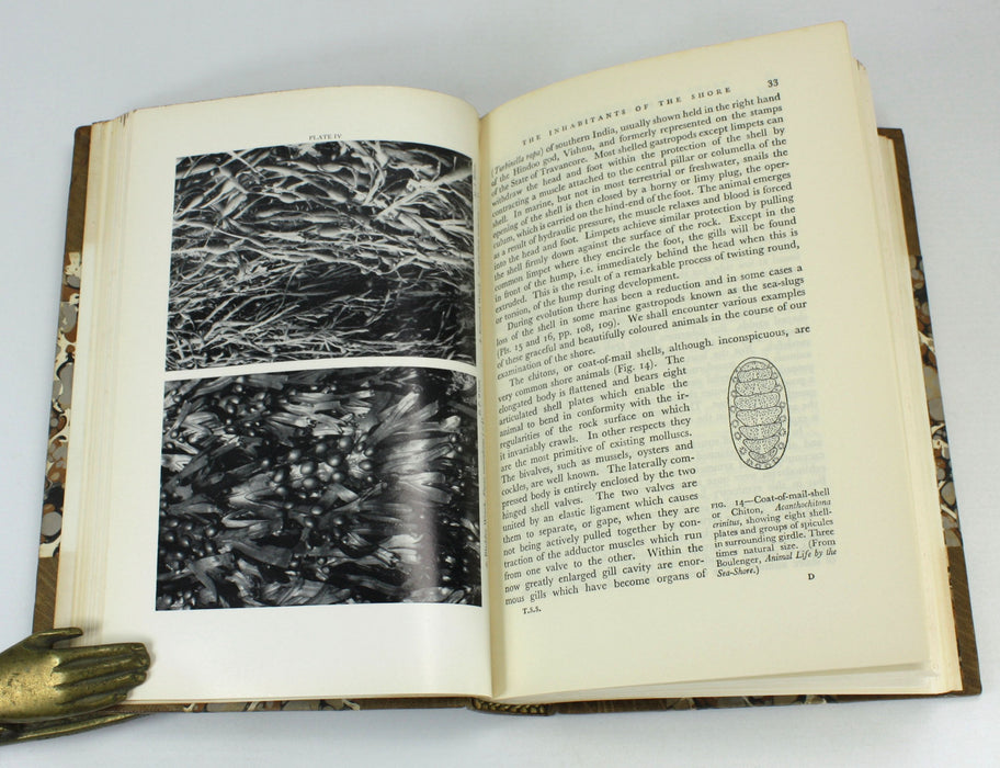 The New Naturalist; The Sea Shore, C.M. Yonge, 1971