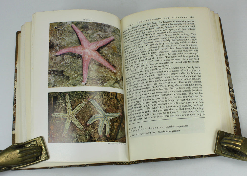 The New Naturalist; The Sea Shore, C.M. Yonge, 1971