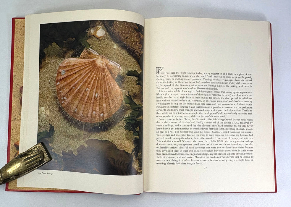 The Scallop; Studies of a shell and its influences on humankind, edited by Ian Cox, Shell Transport and Trading Company, 1957