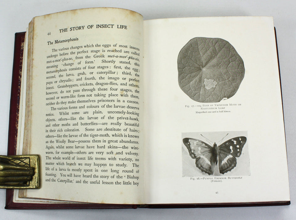 The Story of Insect Life, W. Percival Westell, 1907