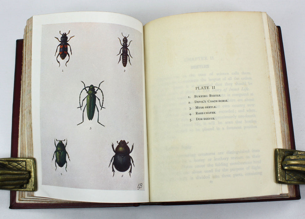 The Story of Insect Life, W. Percival Westell, 1907