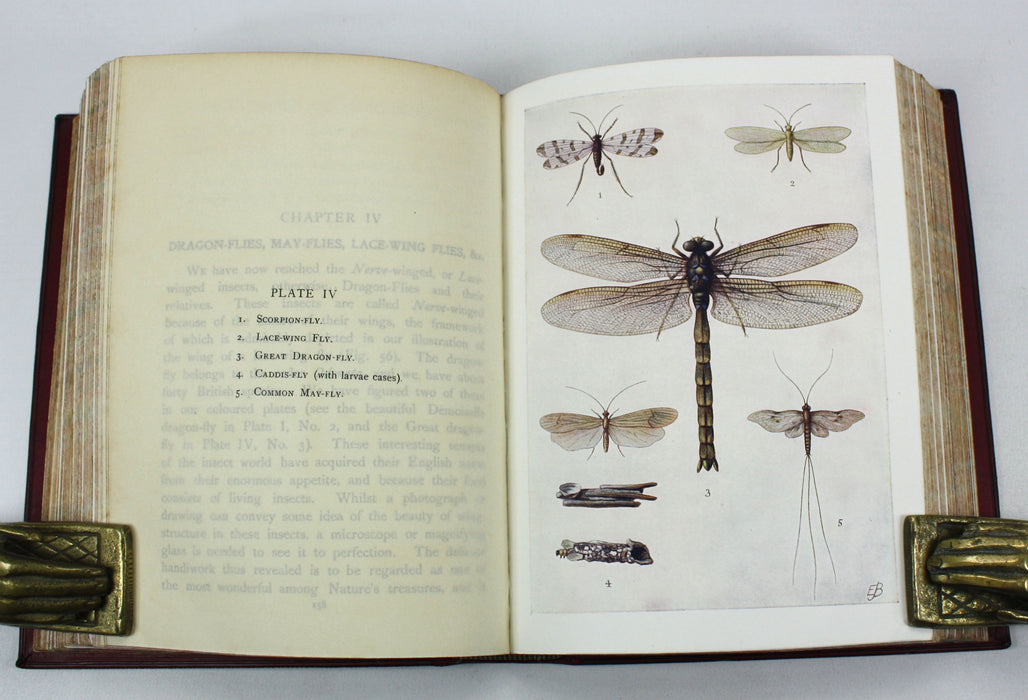 The Story of Insect Life, W. Percival Westell, 1907