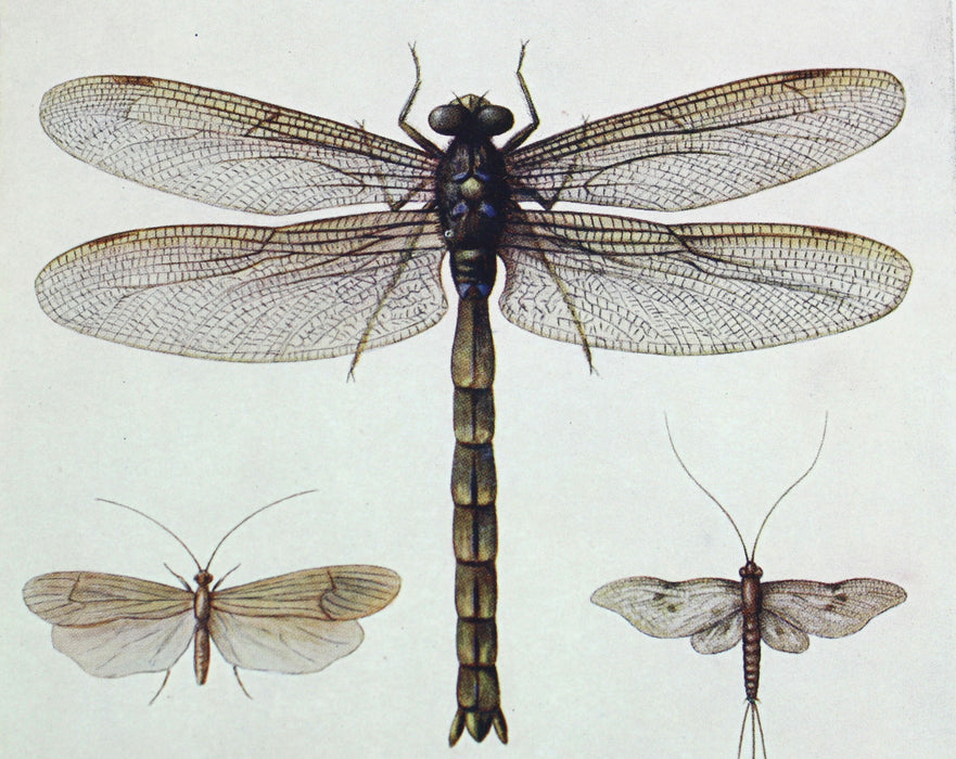 The Story of Insect Life, W. Percival Westell, 1907