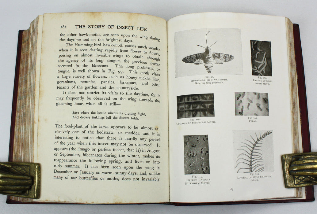 The Story of Insect Life, W. Percival Westell, 1907