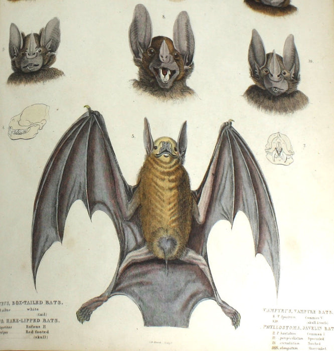 The Edinburgh Journal of Natural History, The Animal Kingdom of Baron Cuvier, 1835-1839, William Macgillivray