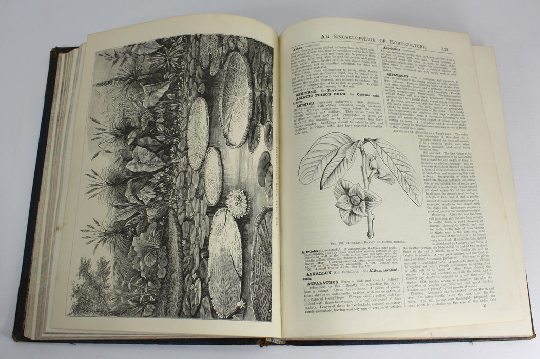 The illustrated Dictionary of Gardening, George Nicholson, 4 Volumes Complete with Supplement, 1885 - 1888