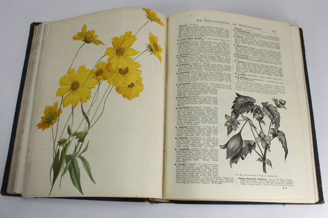 The illustrated Dictionary of Gardening, George Nicholson, 4 Volumes Complete with Supplement, 1885 - 1888