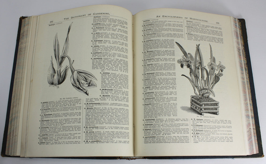 The illustrated Dictionary of Gardening, George Nicholson, 4 Volumes Complete with Supplement, 1885 - 1888