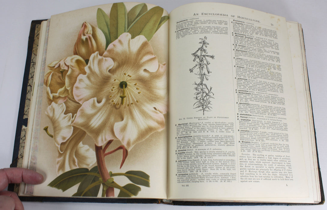 The illustrated Dictionary of Gardening, George Nicholson, 4 Volumes Complete with Supplement, 1885 - 1888