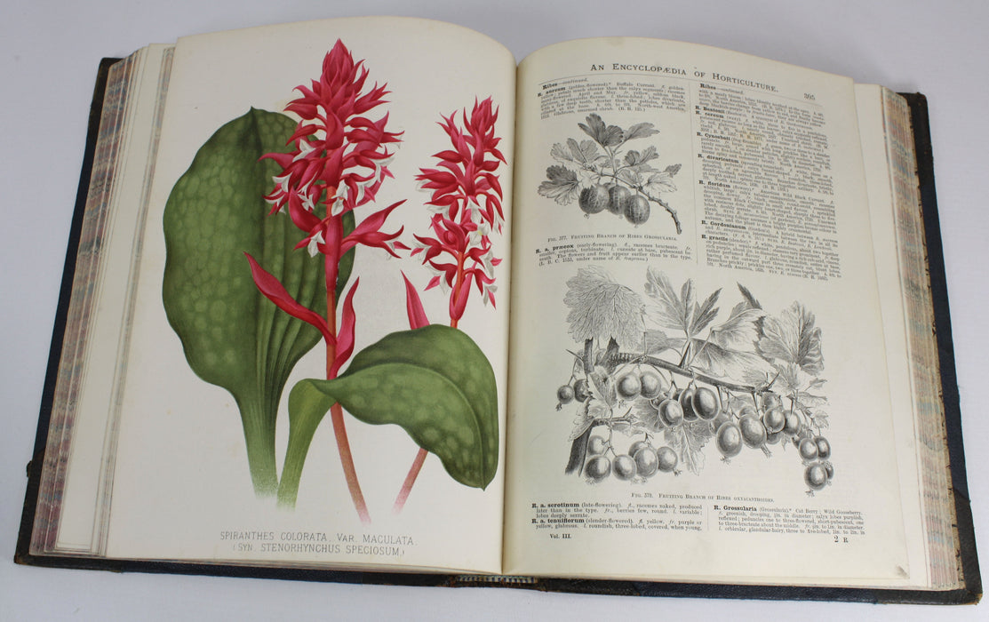 The illustrated Dictionary of Gardening, George Nicholson, 4 Volumes Complete with Supplement, 1885 - 1888