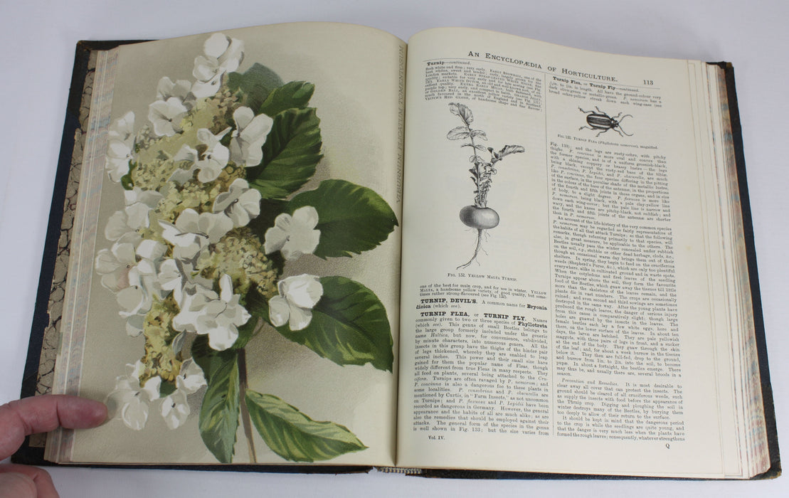 The illustrated Dictionary of Gardening, George Nicholson, 4 Volumes Complete with Supplement, 1885 - 1888