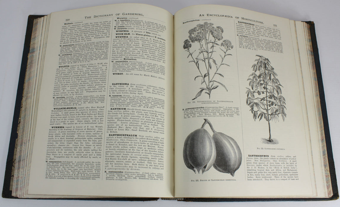 The illustrated Dictionary of Gardening, George Nicholson, 4 Volumes Complete with Supplement, 1885 - 1888