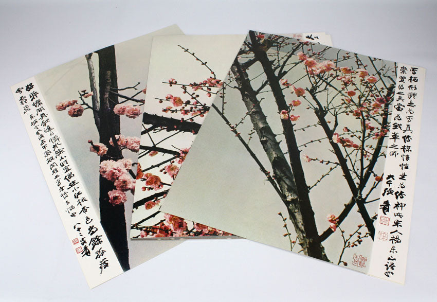 Plum Blossoms in the Garden of Zhang Daqian 摩耶精舍梅花